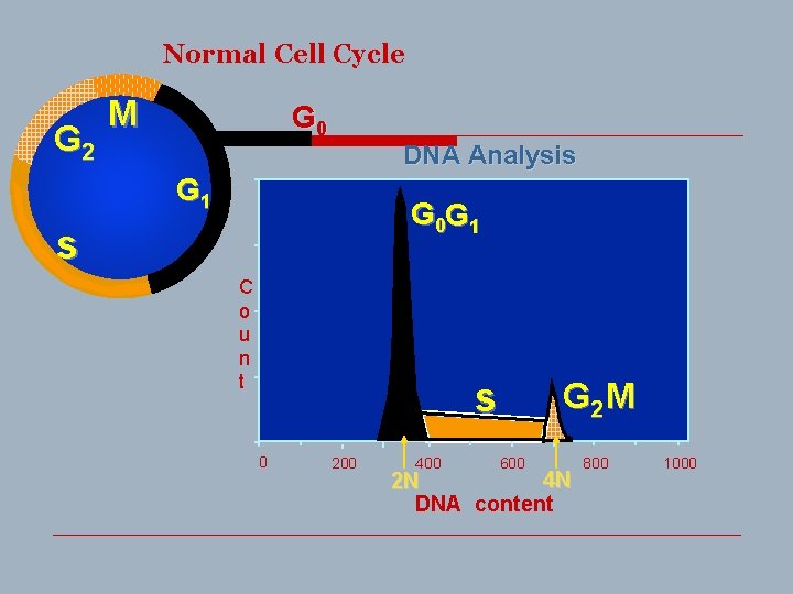 Normal Cell Cycle G 2 M G 0 DNA Analysis G 1 G 0
