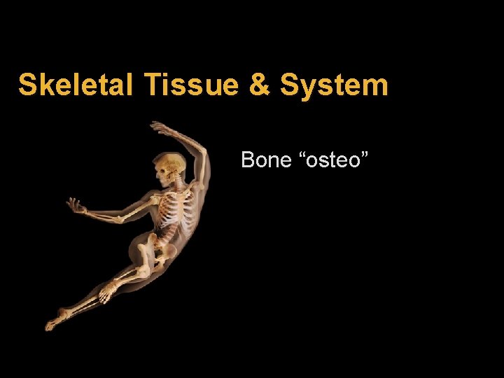 Skeletal Tissue & System Bone “osteo” 