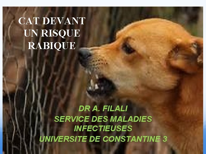 CAT DEVANT UN RISQUE RABIQUE DR A. FILALI SERVICE DES MALADIES INFECTIEUSES UNIVERSITE DE