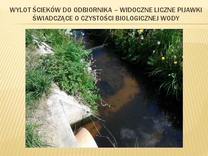 WYLOT ŚCIEKÓW DO ODBIORNIKA – WIDOCZNE LICZNE PIJAWKI ŚWIADCZĄCE O CZYSTOŚCI BIOLOGICZNEJ WODY 