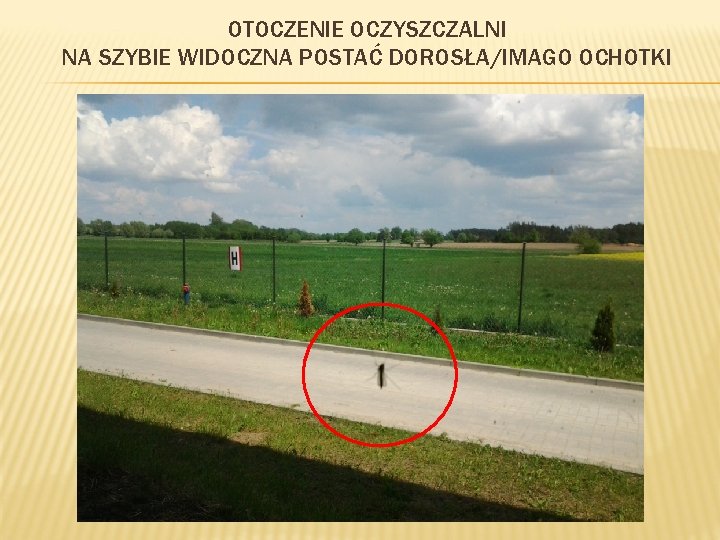OTOCZENIE OCZYSZCZALNI NA SZYBIE WIDOCZNA POSTAĆ DOROSŁA/IMAGO OCHOTKI 