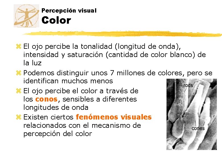 Percepción visual Color z El ojo percibe la tonalidad (longitud de onda), intensidad y