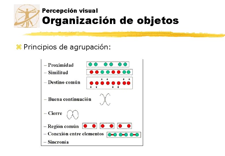 Percepción visual Organización de objetos z Principios de agrupación: 