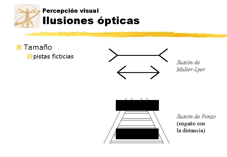 Percepción visual Ilusiones ópticas z Tamaño y pistas ficticias Ilusión de Muller-Lyer Ilusión de