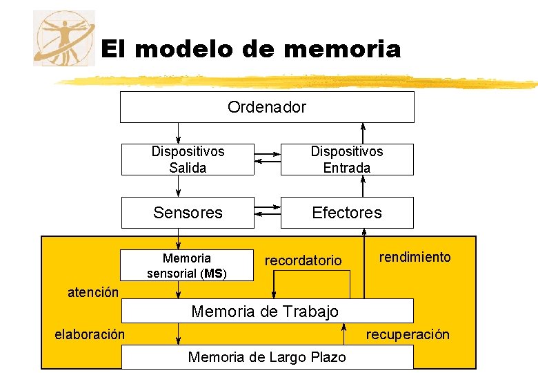 El modelo de memoria Ordenador Dispositivos Salida Dispositivos Entrada Sensores Efectores Memoria sensorial (MS)