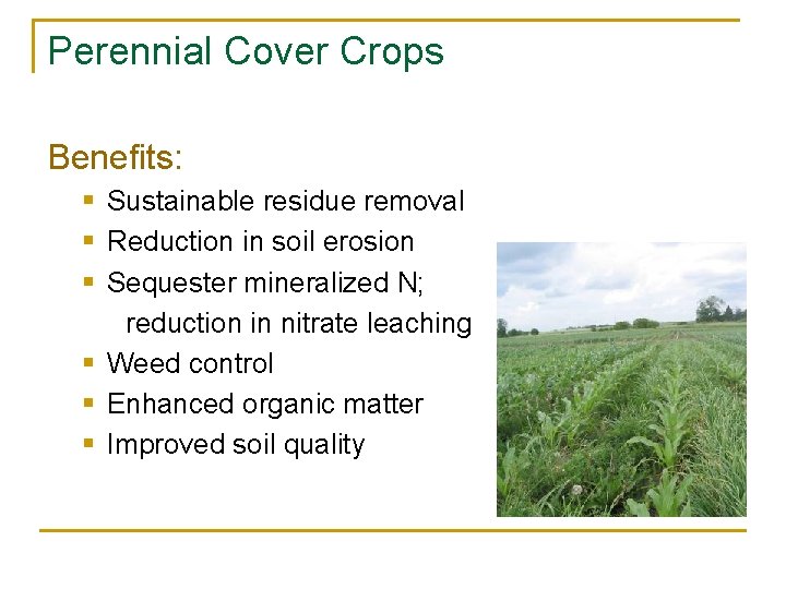 Perennial Cover Crops Benefits: § Sustainable residue removal § Reduction in soil erosion §
