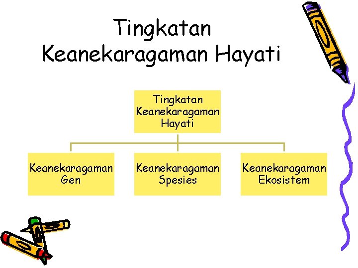 Tingkatan Keanekaragaman Hayati Keanekaragaman Gen Keanekaragaman Spesies Keanekaragaman Ekosistem 