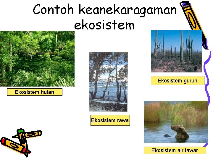 Contoh keanekaragaman ekosistem Ekosistem gurun Ekosistem hutan Ekosistem rawa Ekosistem air tawar 