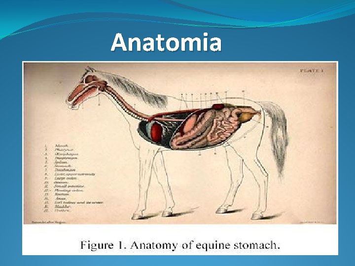 Anatomia 