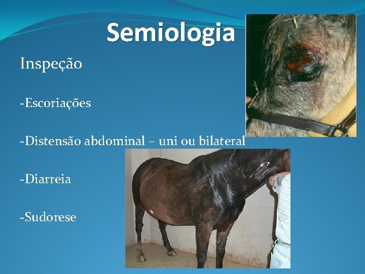 Semiologia Inspeção -Escoriações -Distensão abdominal – uni ou bilateral -Diarreia -Sudorese 