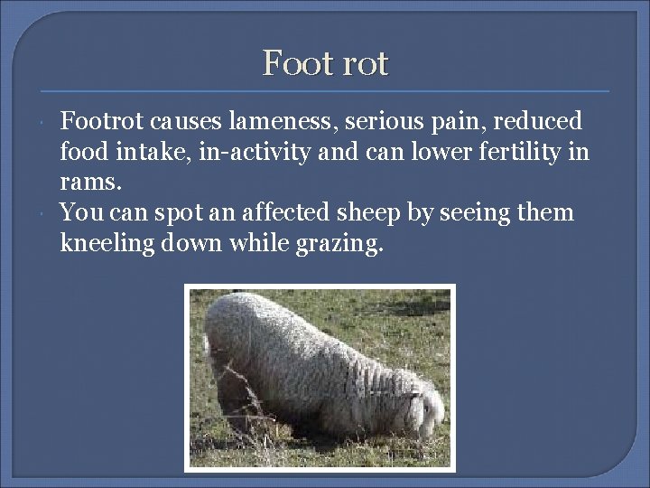 Foot rot Footrot causes lameness, serious pain, reduced food intake, in-activity and can lower