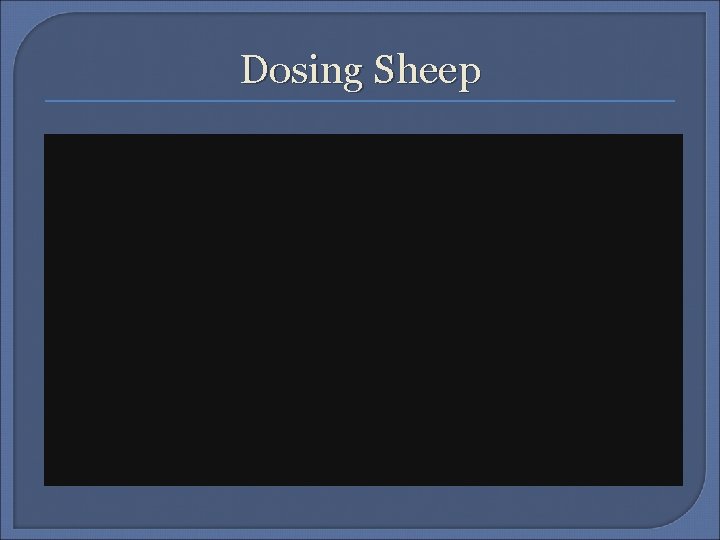 Dosing Sheep 