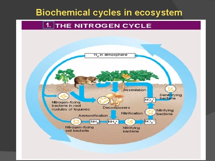 Biochemical cycles in ecosystem 1. 