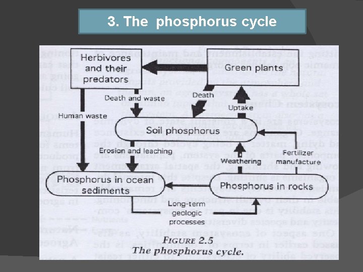 3. The phosphorus cycle 