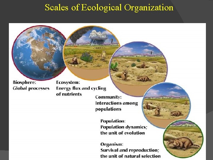 Scales of Ecological Organization 