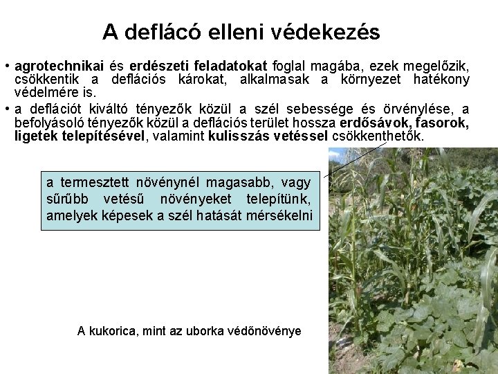 A deflácó elleni védekezés • agrotechnikai és erdészeti feladatokat foglal magába, ezek megelőzik, csökkentik A deflácó elleni védekezés • agrotechnikai és erdészeti feladatokat foglal magába, ezek megelőzik, csökkentik