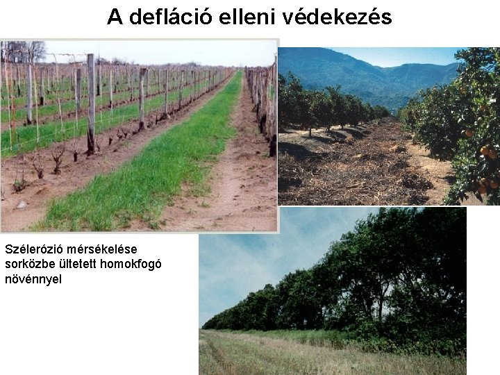 A defláció elleni védekezés Szélerózió mérsékelése sorközbe ültetett homokfogó növénnyel 