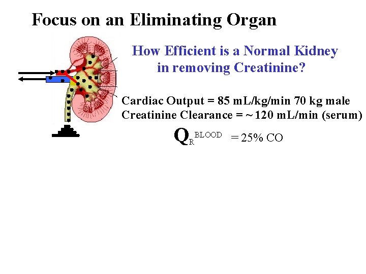 Focus on an Eliminating Organ How Efficient is a Normal Kidney in removing Creatinine?