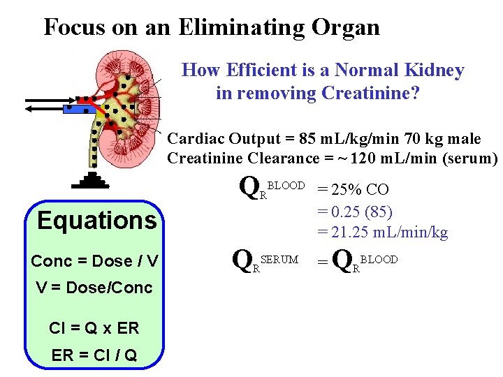 Focus on an Eliminating Organ How Efficient is a Normal Kidney in removing Creatinine?