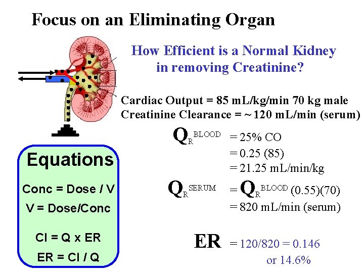 Focus on an Eliminating Organ How Efficient is a Normal Kidney in removing Creatinine?