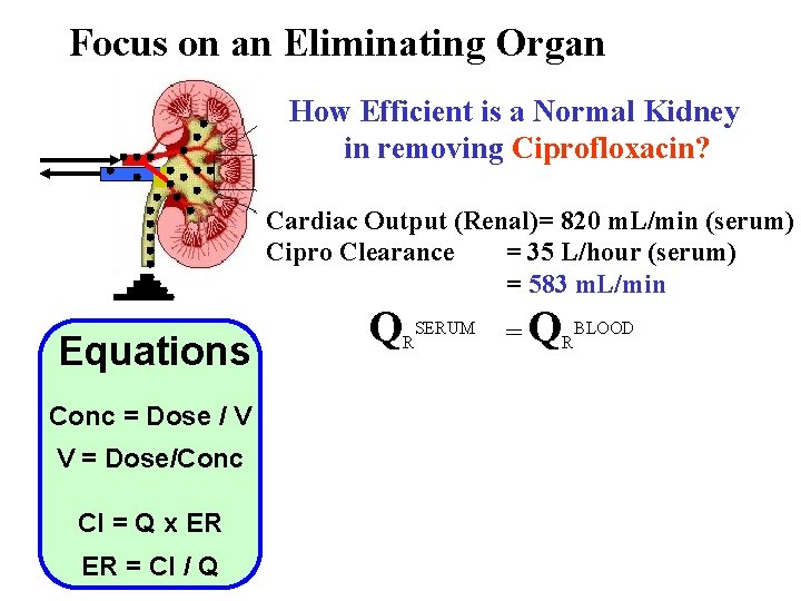 Focus on an Eliminating Organ How Efficient is a Normal Kidney in removing Ciprofloxacin?