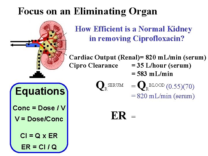 Focus on an Eliminating Organ How Efficient is a Normal Kidney in removing Ciprofloxacin?