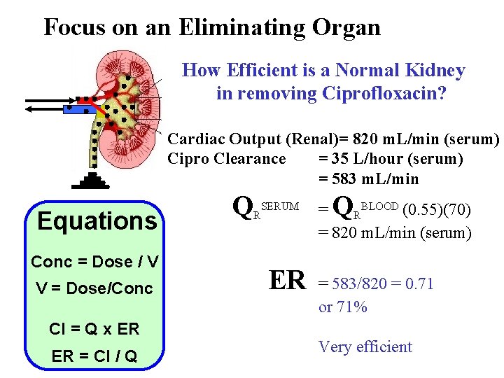 Focus on an Eliminating Organ How Efficient is a Normal Kidney in removing Ciprofloxacin?