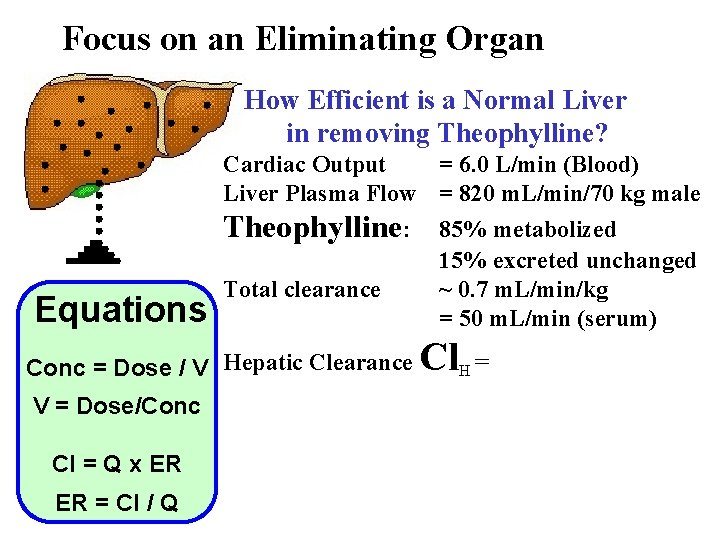 Focus on an Eliminating Organ How Efficient is a Normal Liver in removing Theophylline?