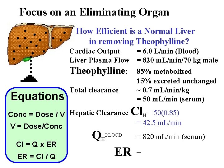 Focus on an Eliminating Organ How Efficient is a Normal Liver in removing Theophylline?