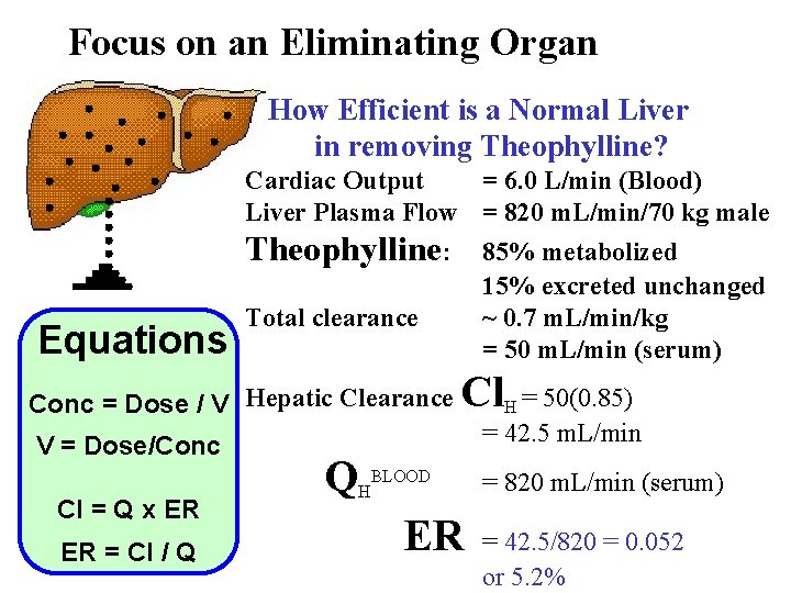 Focus on an Eliminating Organ How Efficient is a Normal Liver in removing Theophylline?