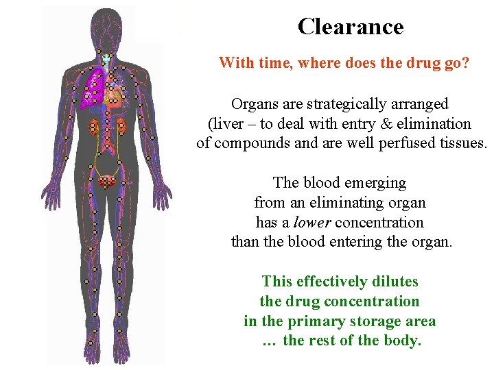 Clearance With time, where does the drug go? Organs are strategically arranged (liver –