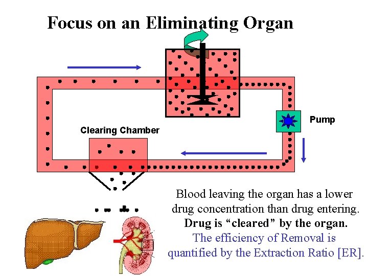 Focus on an Eliminating Organ Pump Clearing Chamber Blood leaving the organ has a