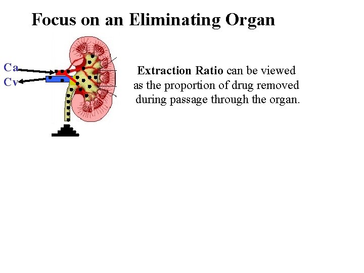 Focus on an Eliminating Organ Ca Cv Extraction Ratio can be viewed as the