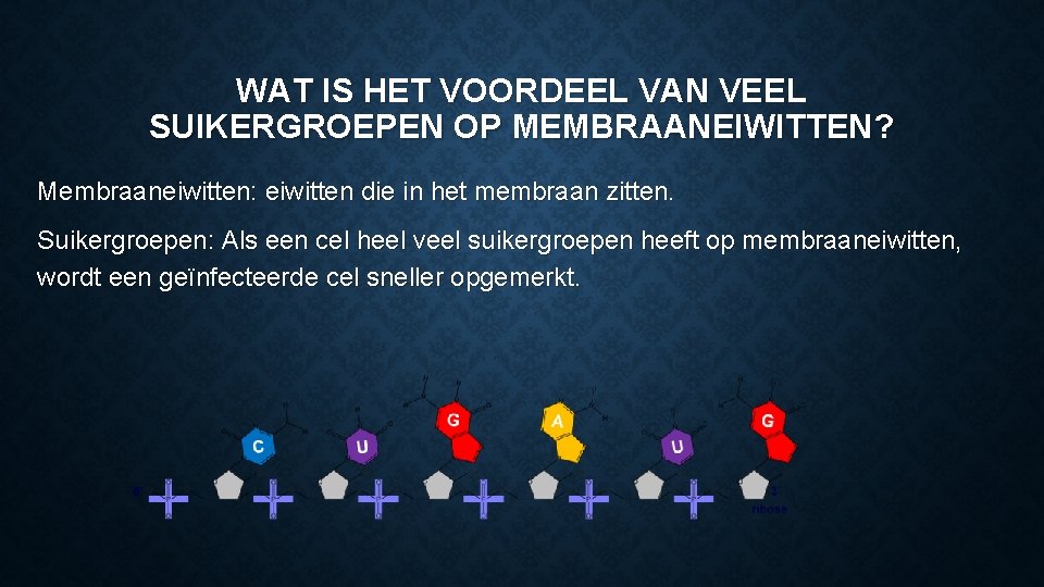 WAT IS HET VOORDEEL VAN VEEL SUIKERGROEPEN OP MEMBRAANEIWITTEN? Membraaneiwitten: eiwitten die in het