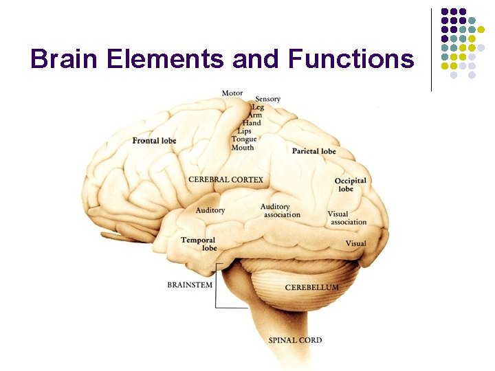 Brain Elements and Functions 
