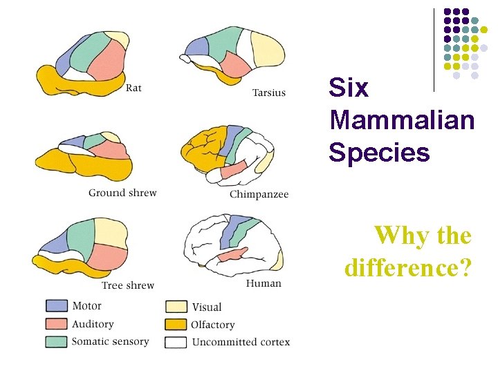 Six Mammalian Species Why the difference? 