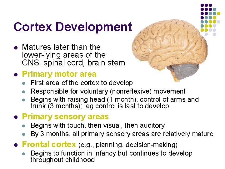 Cortex Development l l Matures later than the lower-lying areas of the CNS, spinal