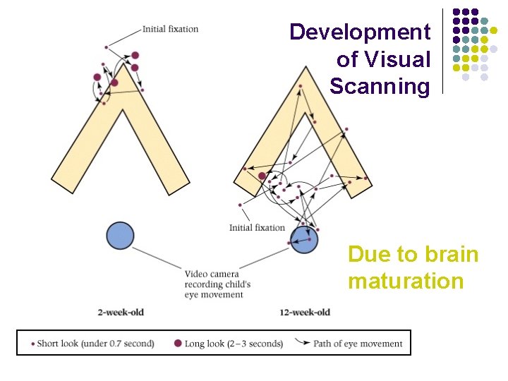 Development of Visual Scanning Due to brain maturation 