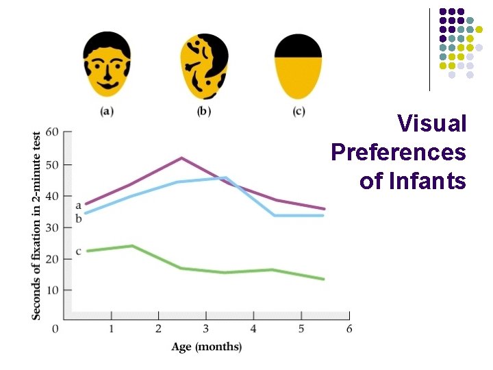 Visual Preferences of Infants 