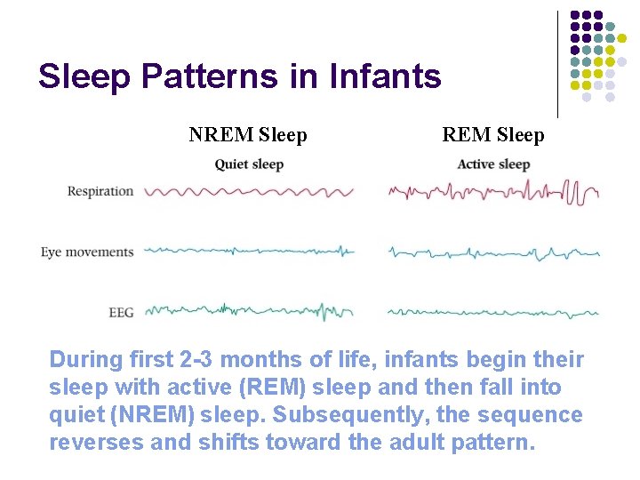 Sleep Patterns in Infants NREM Sleep During first 2 -3 months of life, infants