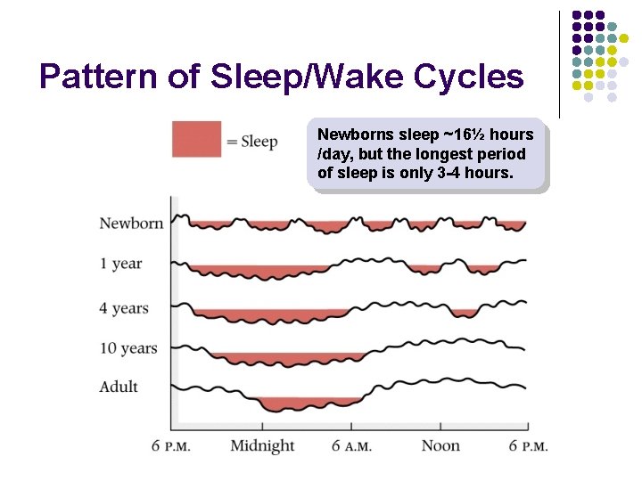 Pattern of Sleep/Wake Cycles Newborns sleep ~16½ hours /day, but the longest period of