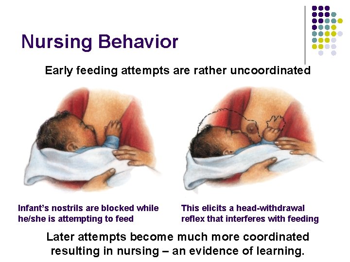 Nursing Behavior Early feeding attempts are rather uncoordinated Infant’s nostrils are blocked while he/she