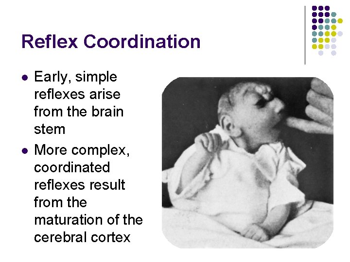 Reflex Coordination l l Early, simple reflexes arise from the brain stem More complex,