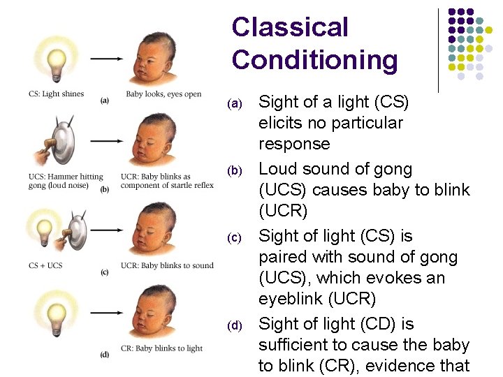 Classical Conditioning (a) (b) (c) (d) Sight of a light (CS) elicits no particular
