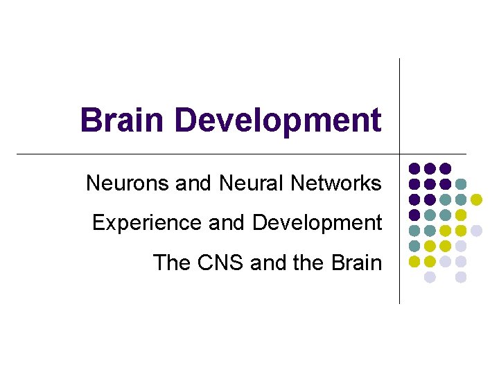 Brain Development Neurons and Neural Networks Experience and Development The CNS and the Brain