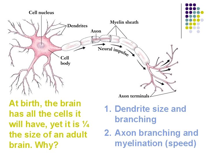 At birth, the brain has all the cells it will have, yet it is