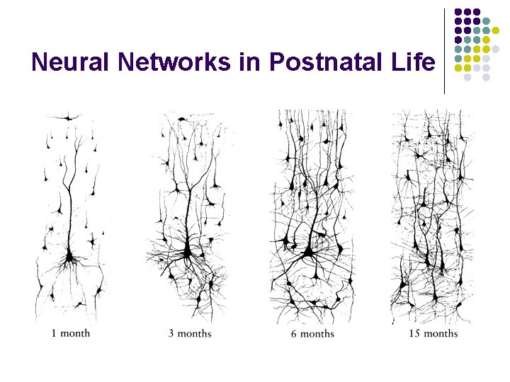 Neural Networks in Postnatal Life 