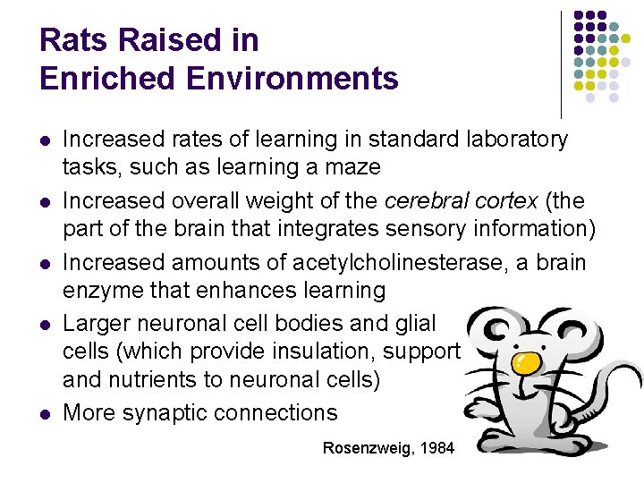Rats Raised in Enriched Environments l l l Increased rates of learning in standard