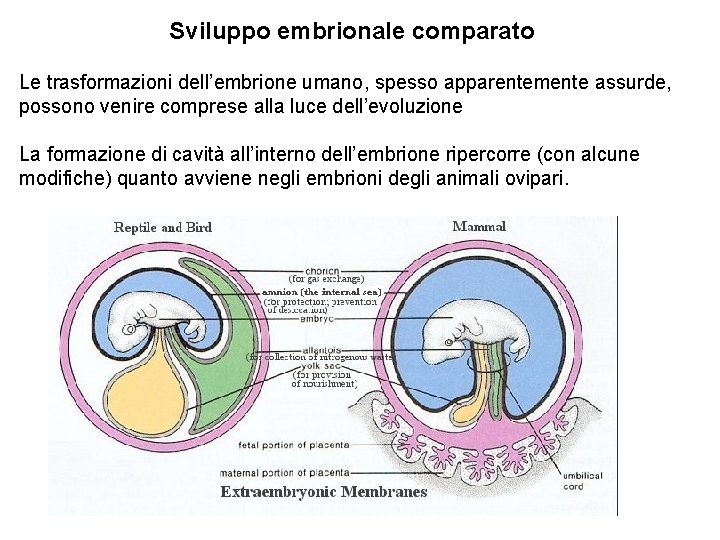 Sviluppo embrionale comparato Le trasformazioni dell’embrione umano, spesso apparentemente assurde, possono venire comprese alla