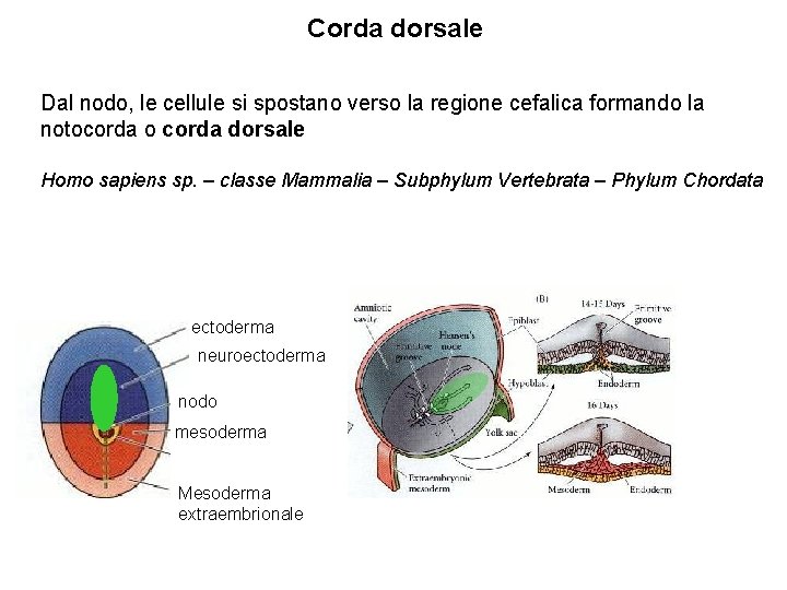 Corda dorsale Dal nodo, le cellule si spostano verso la regione cefalica formando la